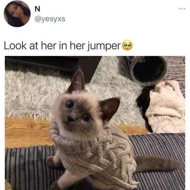 monday morning randomness - cat with sweater - N Look at her in her jumper van www
