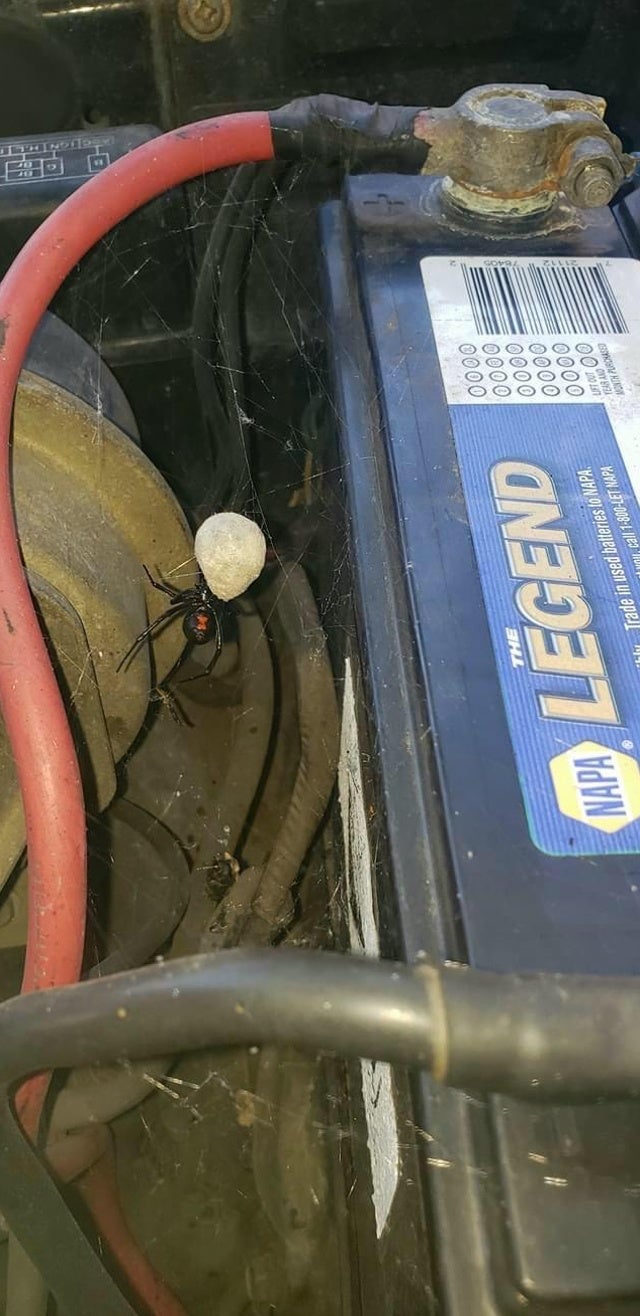 whoops wednesday - car - Napa Legend The Trade in used batteries to Napa O call 1800Let Napa 0000 0000 0000 0000 0000. Lift Out Month Purchased