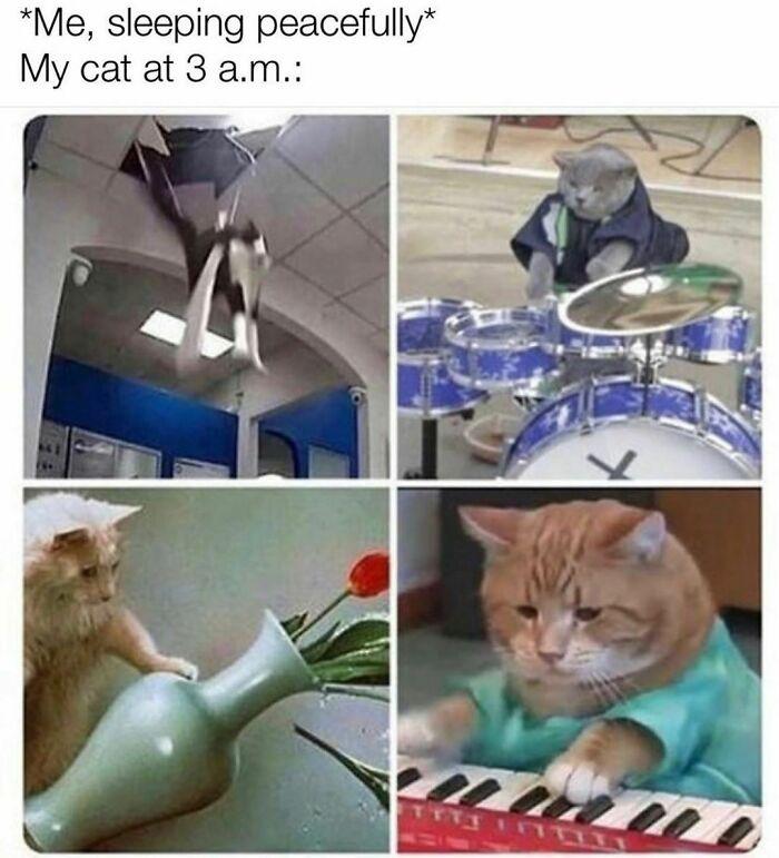 funny memes - nobody cats at 3am - Me, sleeping peacefully My cat at 3 a.m.