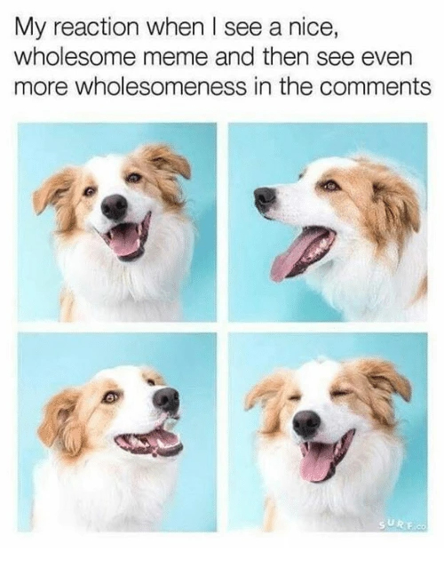 fresh memes - wholesome happy memes - My reaction when I see a nice, wholesome meme and then see even more wholesomeness in the Surf.Co
