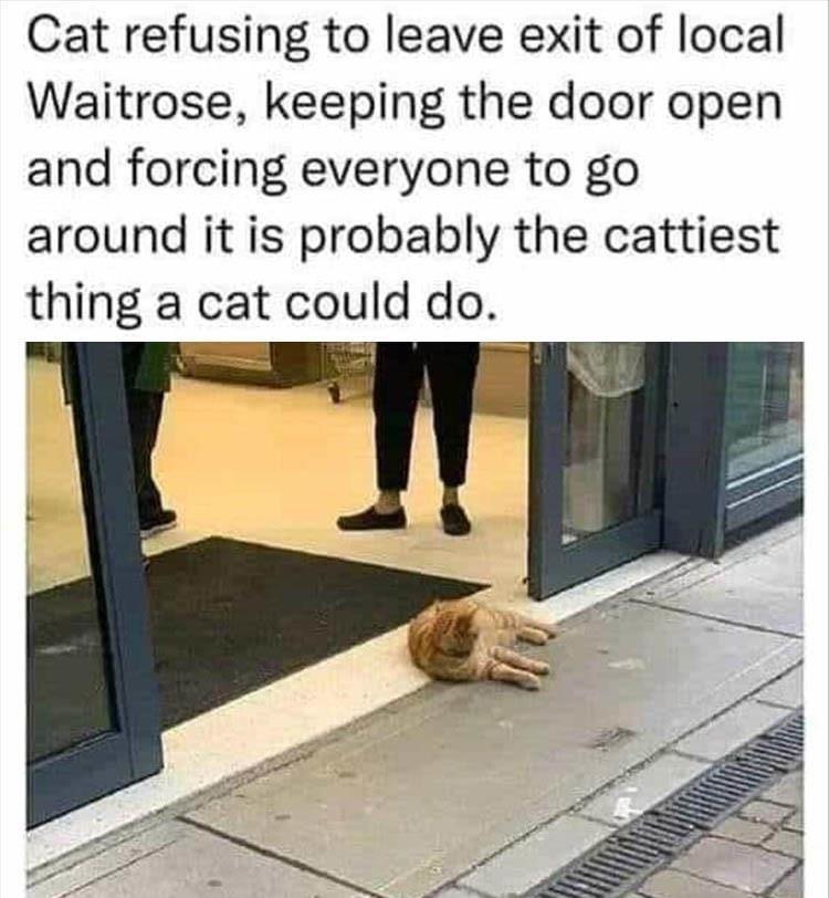 monday morning randomness memes - pet - Cat refusing to leave exit of local Waitrose, keeping the door open and forcing everyone to go around it is probably the cattiest thing a cat could do.