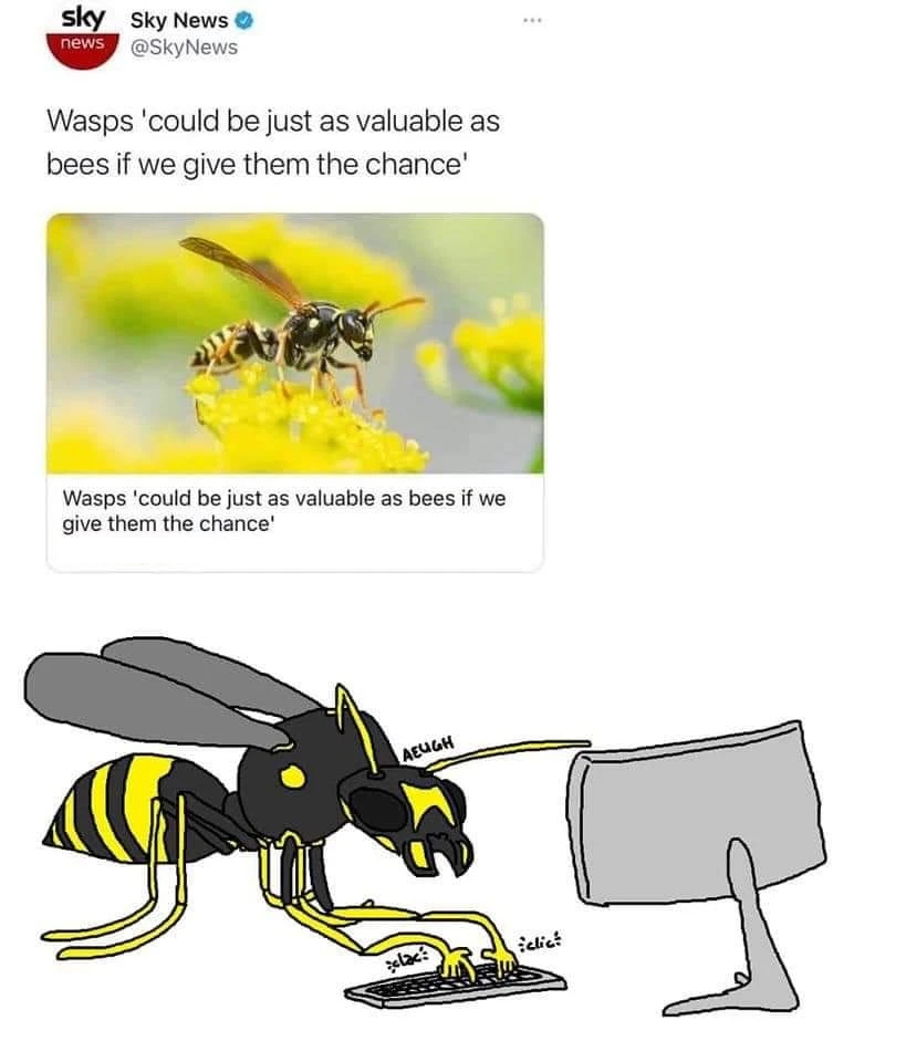 monday morning randomness memes - Bees - sky Sky News news Wasps 'could be just as valuable as bees if we give them the chance' Wasps 'could be just as valuable as bees if we give them the chance' Aeugh Ks lac clic