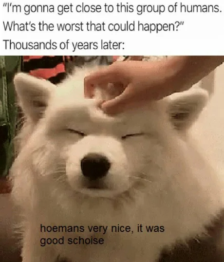 monday morning randomness memes - wholesome samoyed memes - "I'm gonna get close to this group of humans. What's the worst that could happen?" Thousands of years later hoemans very nice, it was good schoise