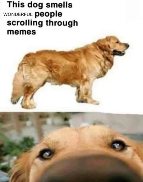 monday morning randomness memes - dog sniff meme - This dog smells Wonderful people scrolling through memes