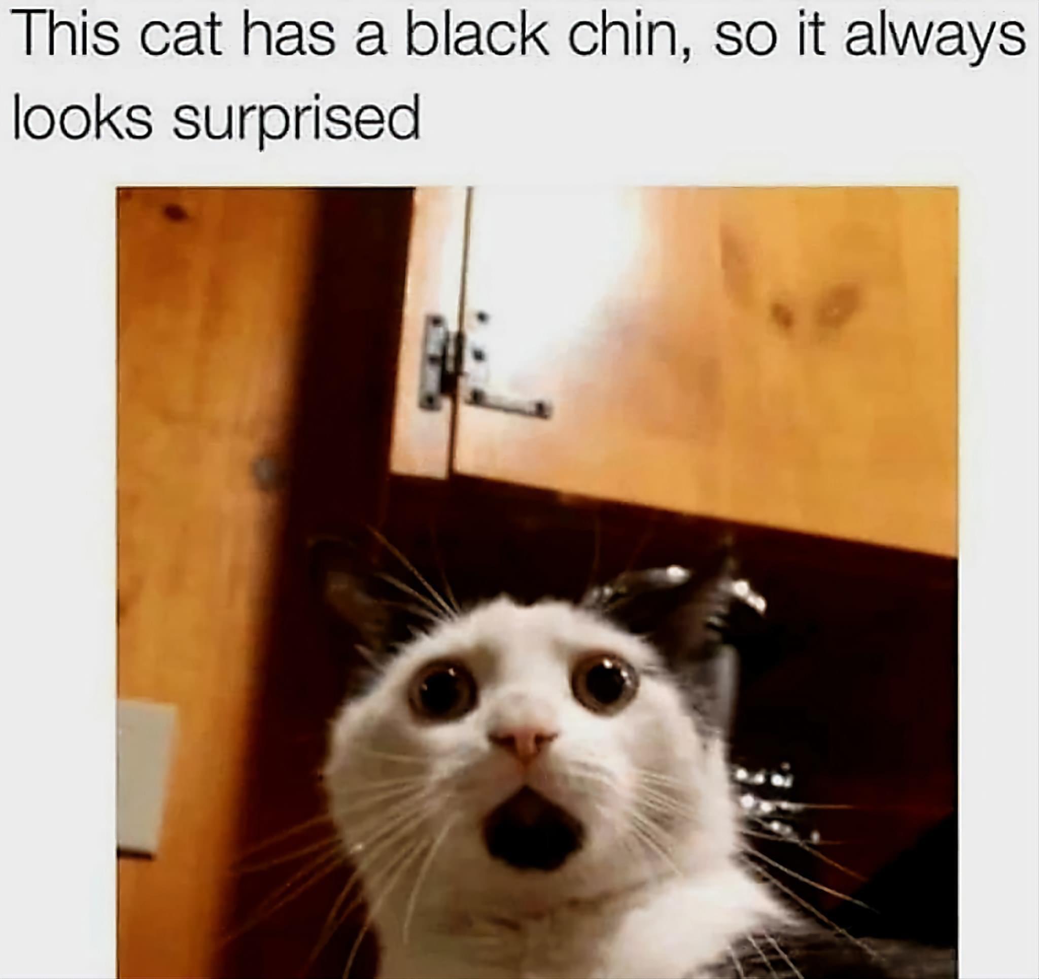 monday morning randomness - surprised cat memes - This cat has a black chin, so it always looks surprised
