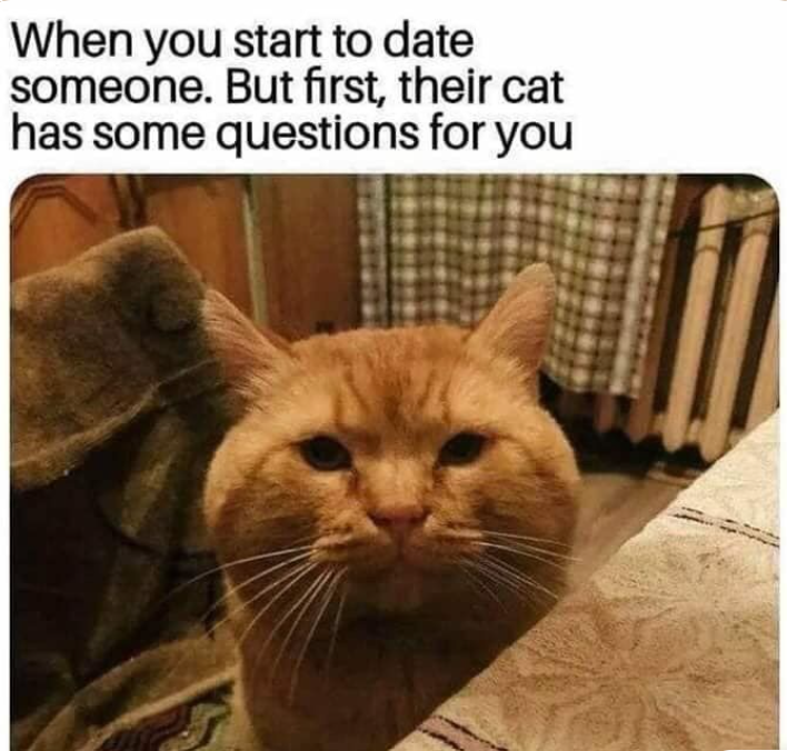 dank memes - photo caption - When you start to date someone. But first, their cat has some questions for you
