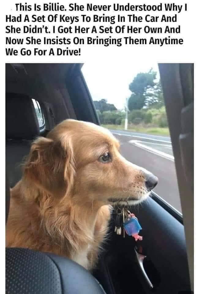 dank memes - photo caption - This Is Billie. She Never Understood Why I Had A Set Of Keys To Bring In The Car And She Didn't. I Got Her A Set Of Her Own And Now She Insists On Bringing Them Anytime We Go For A Drive!