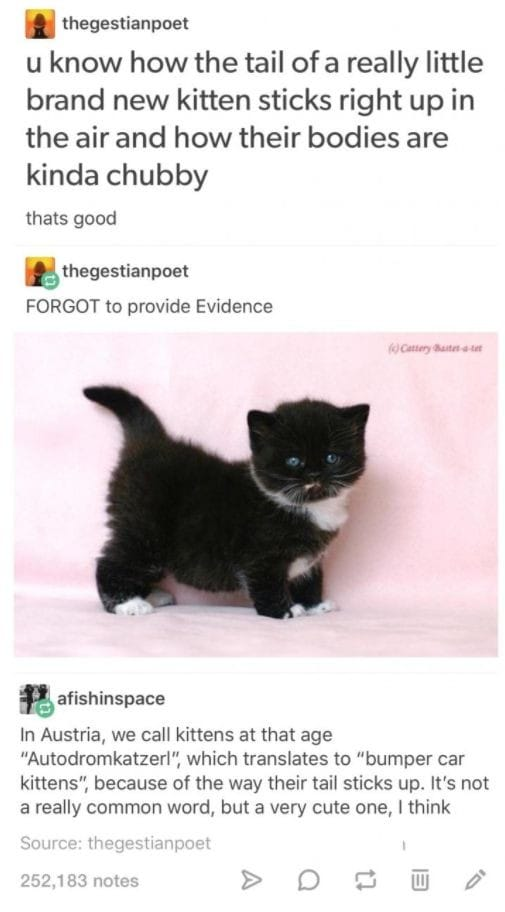 dank memes - bumper car kitten - thegestianpoet u know how the tail of a really little brand new kitten sticks right up in the air and how their bodies are kinda chubby thats good thegestianpoet Forgot to provide Evidence Cattery Bateatet afishinspace In 