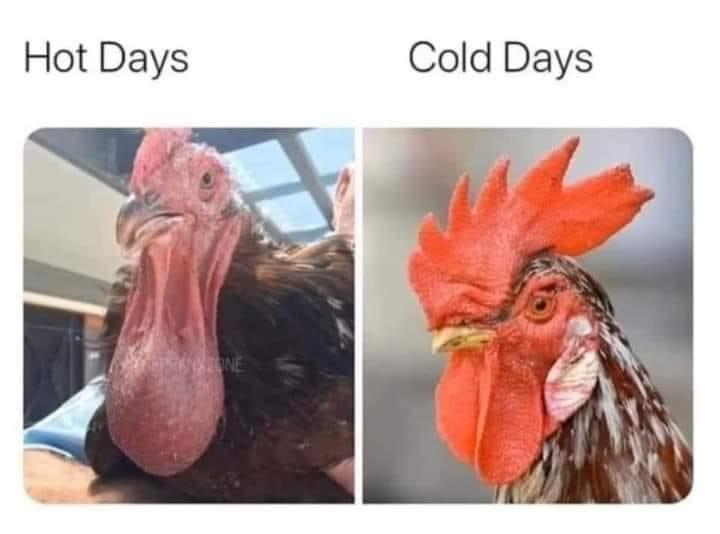 Fresh Pics And Memes - hot days cold days rooster meme - Hot Days Tersangione Cold Days