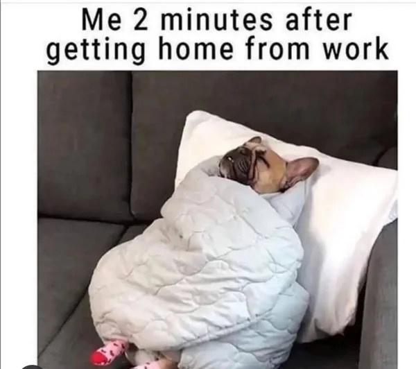 Fresh Pics And Memes - funny asocial memes - Me 2 minutes after getting home from work