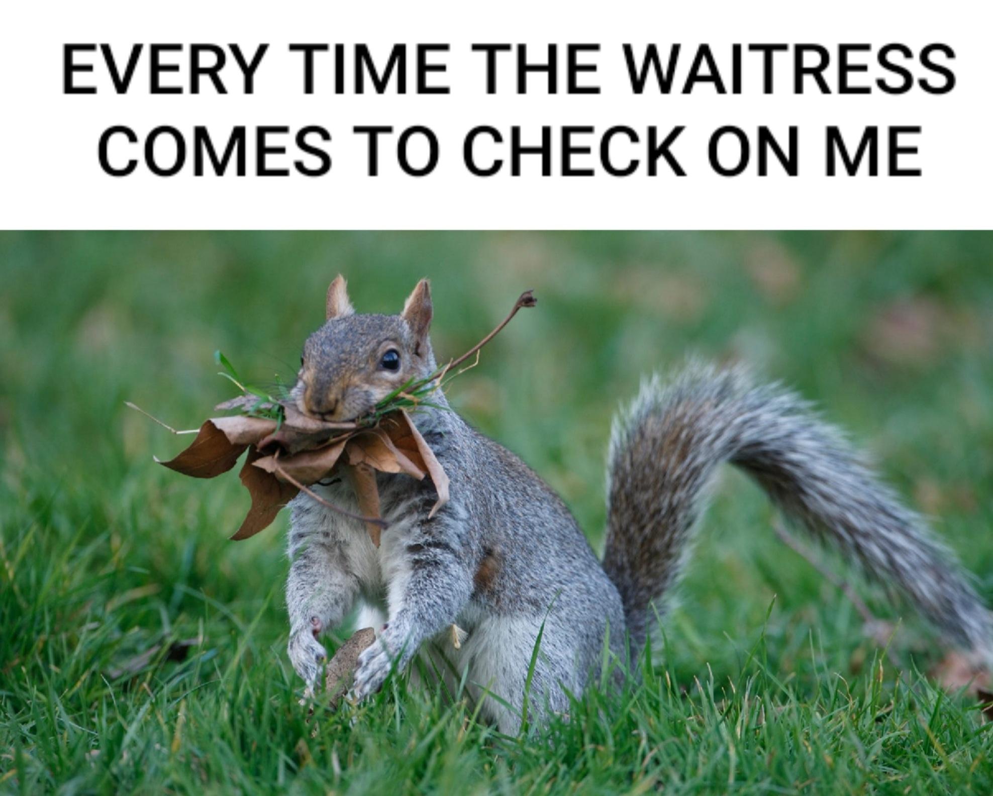 Fresh Pics And Memes - Squirrels - Every Time The Waitress Comes To Check On Me