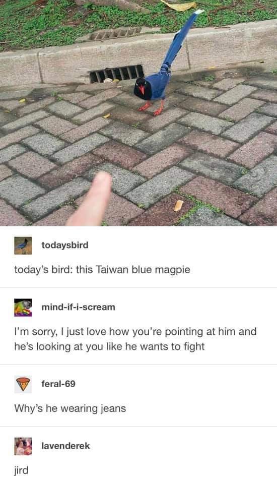funny memes - jird skamtebord - todaysbird today's bird this Taiwan blue magpie mindifiscream I'm sorry, I just love how you're pointing at him and he's looking at you he wants to fight jird feral69 Why's he wearing jeans lavenderek