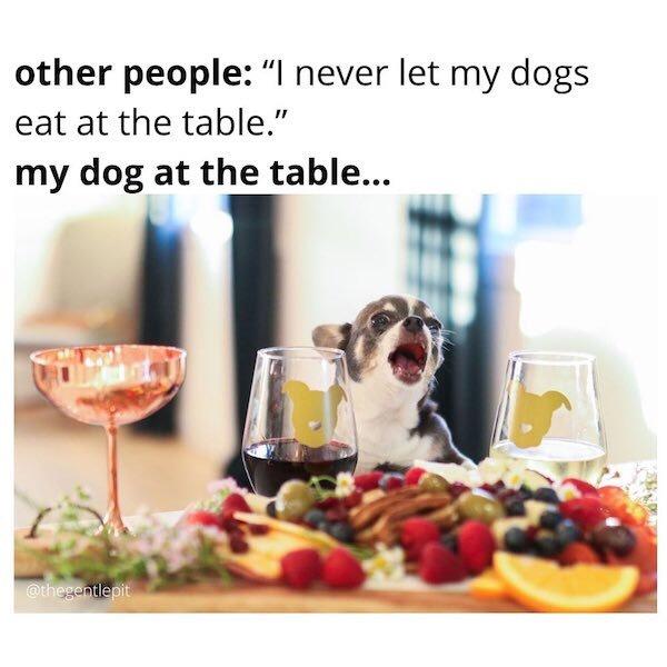 funny memes - meal - other people "I never let my dogs eat at the table." my dog at the table...