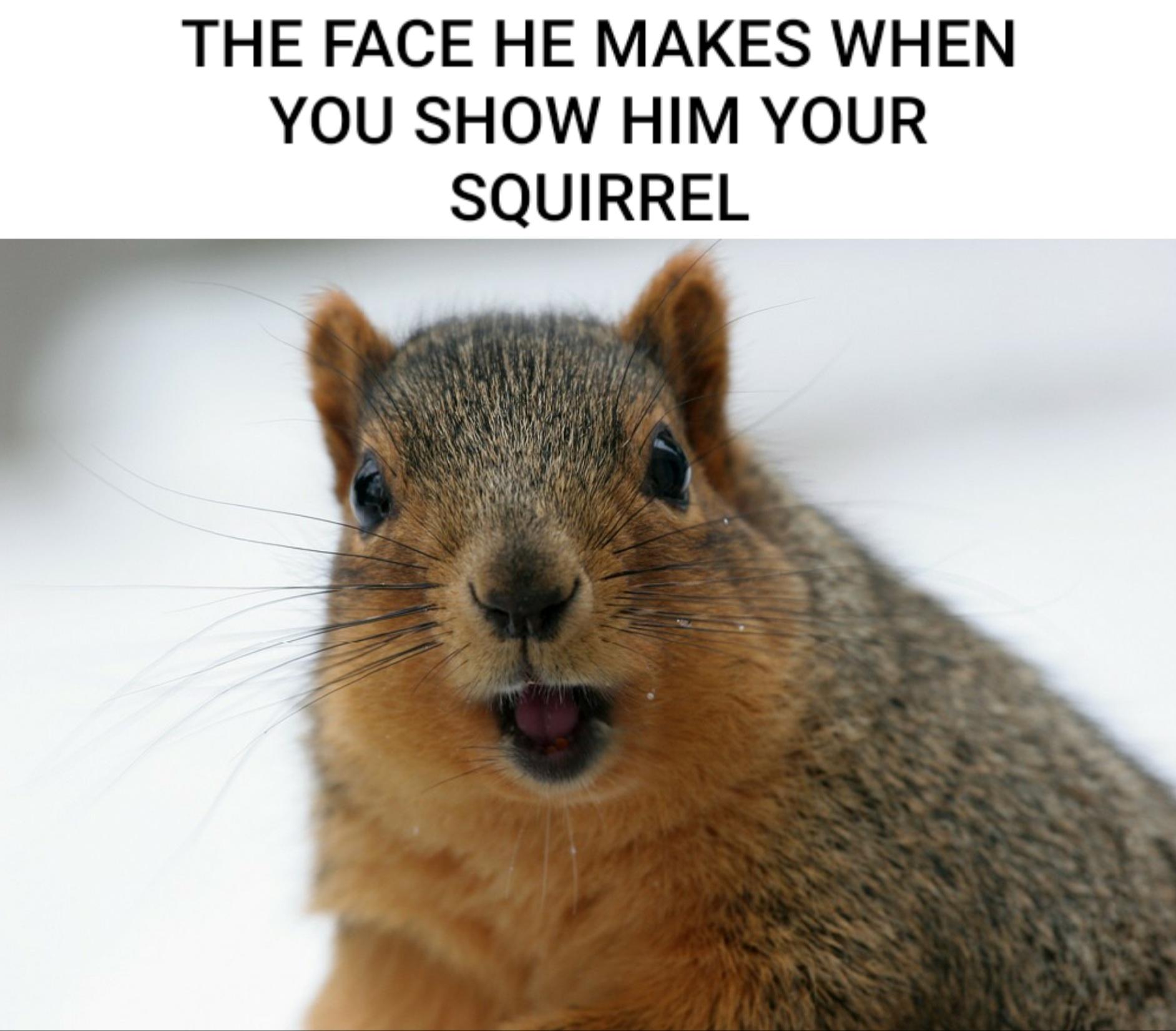 funny memes - fauna - The Face He Makes When You Show Him Your Squirrel