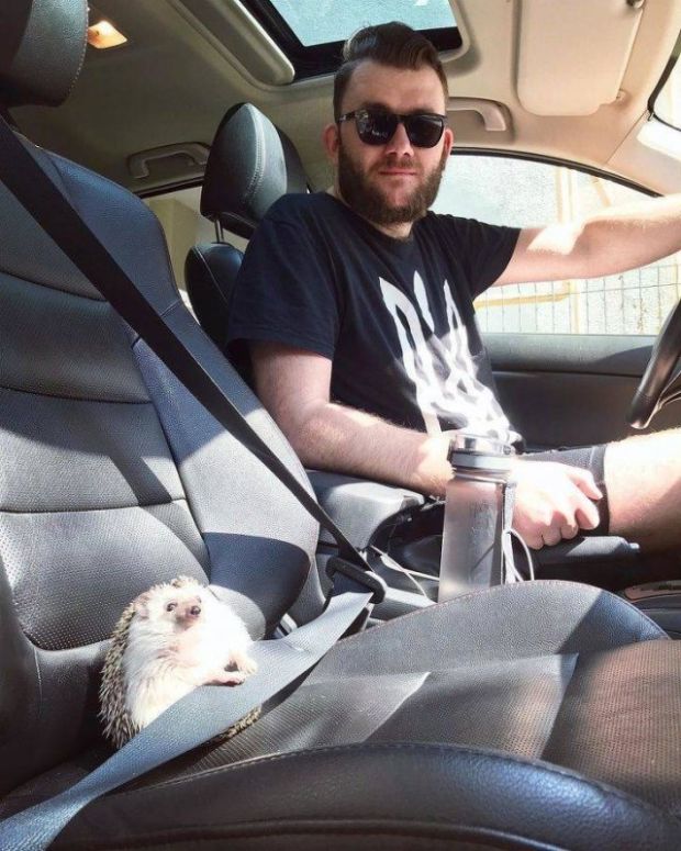 funny memems and tweetshedgehog in car seat -