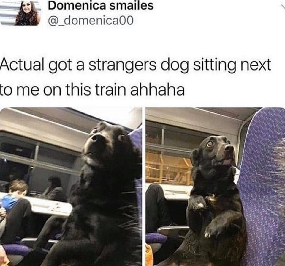 dog - Domenica smailes Actual got a strangers dog sitting next to me on this train ahhaha