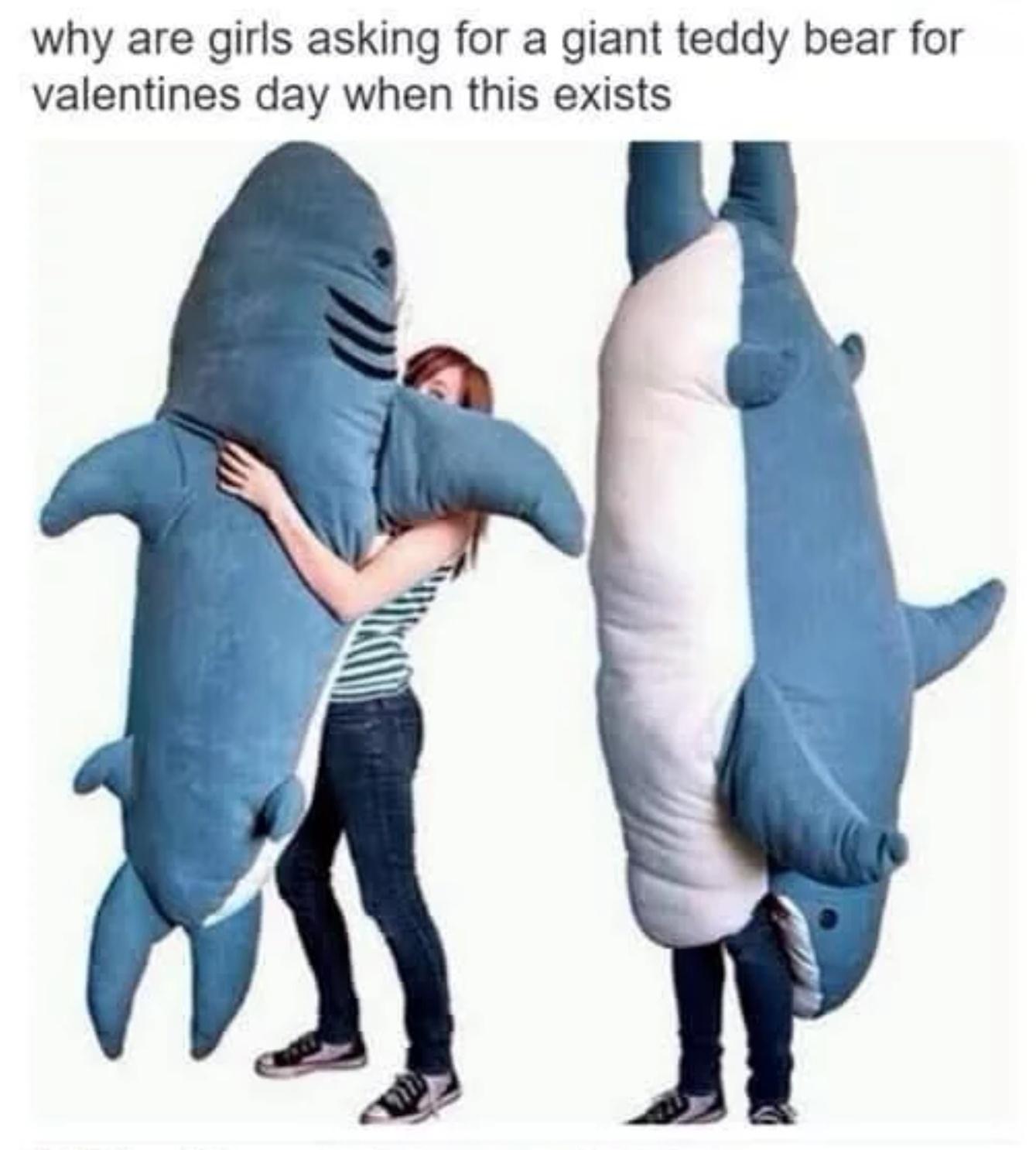 funny memes and pics - dolphin - why are girls asking for a giant teddy bear for valentines day when this exists