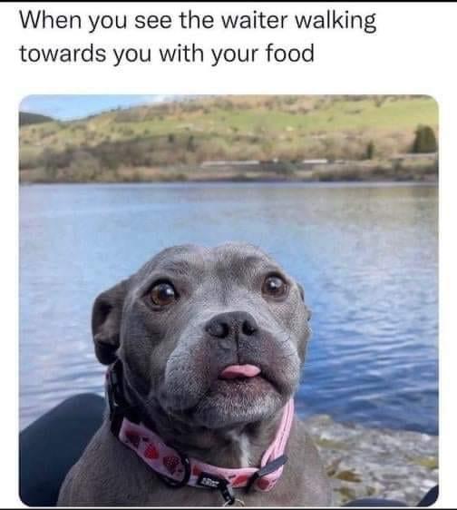 dank memes - snout - When you see the waiter walking towards you with your food Rez