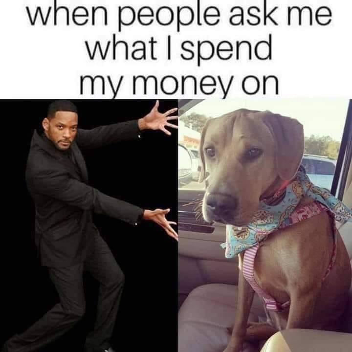 dank memes - dog - when people ask me what I spend my money on