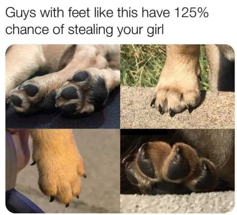 monday morning randomness - dank animals memes - Guys with feet this have 125% chance of stealing your girl