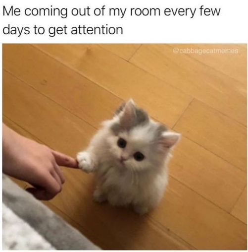 monday morning randomness - funny baby cat memes - Me coming out of my room every few days to get attention