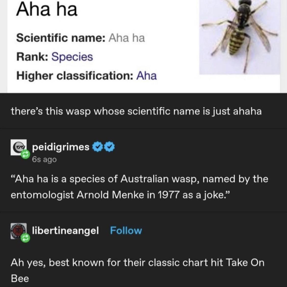 monday morning randomness - aha ha - Aha ha Scientific name Aha ha Rank Species Higher classification Aha there's this wasp whose scientific name is just ahaha peidigrimes 6s ago "Aha ha is a species of Australian wasp, named by the entomologist Arnold Me