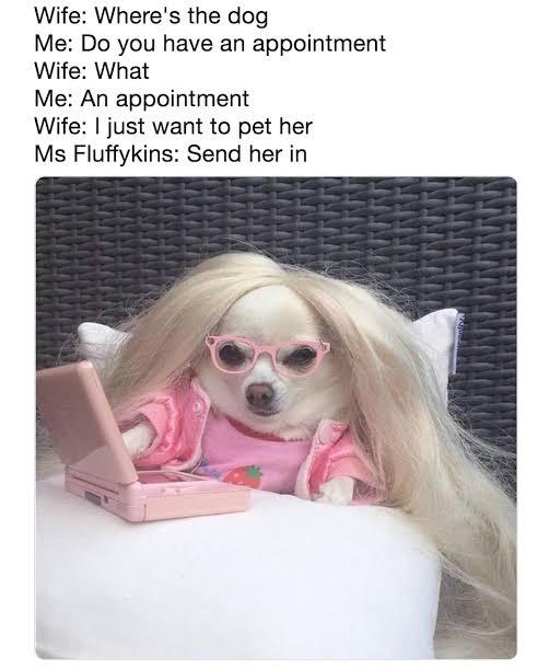 monday morning randomness - funny dog meme - Wife Where's the dog Me Do you have an appointment Wife What Me An appointment Wife I just want to pet her Ms Fluffykins Send her in