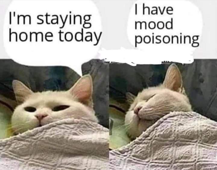 monday morning randomness - mood poisoning meme cat - I'm staying home today I have mood poisoning