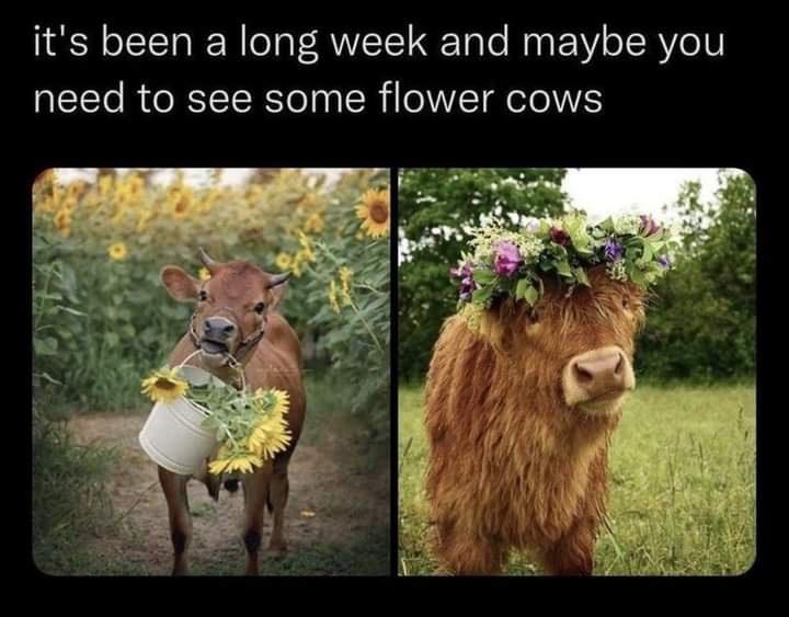 funny memes pics and tweets - fauna - it's been a long week and maybe you need to see some flower cows