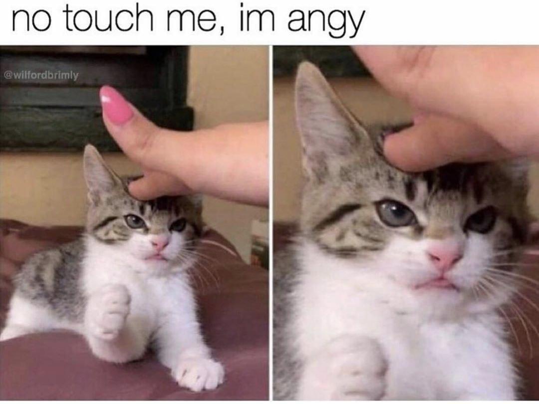 funny memes pics and tweets - baby cat angry - no touch me, im angy