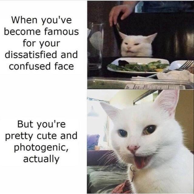 funny memes pics and tweets - smudge the cat - When you've become famous for your dissatisfied and confused face But you're pretty cute and photogenic, actually