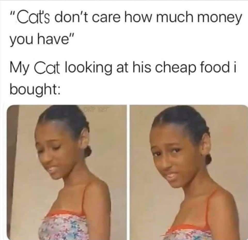 funny memes pics and tweets - "Cat's don't care how much money you have" My Cat looking at his cheap food i bought