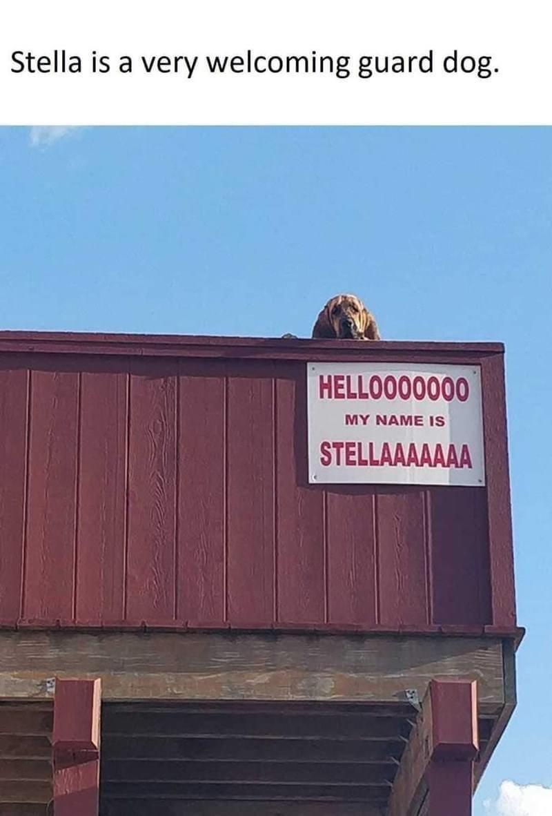 dank memes - Dog - Stella is a very welcoming guard dog. HELLOOO0000 My Name Is Stellaaaaaaa