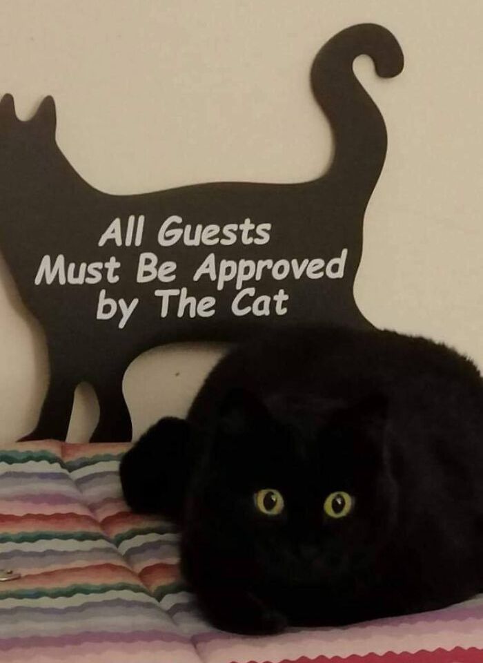 funny tweets memes and pics - All Guests Must Be Approved by The Cat