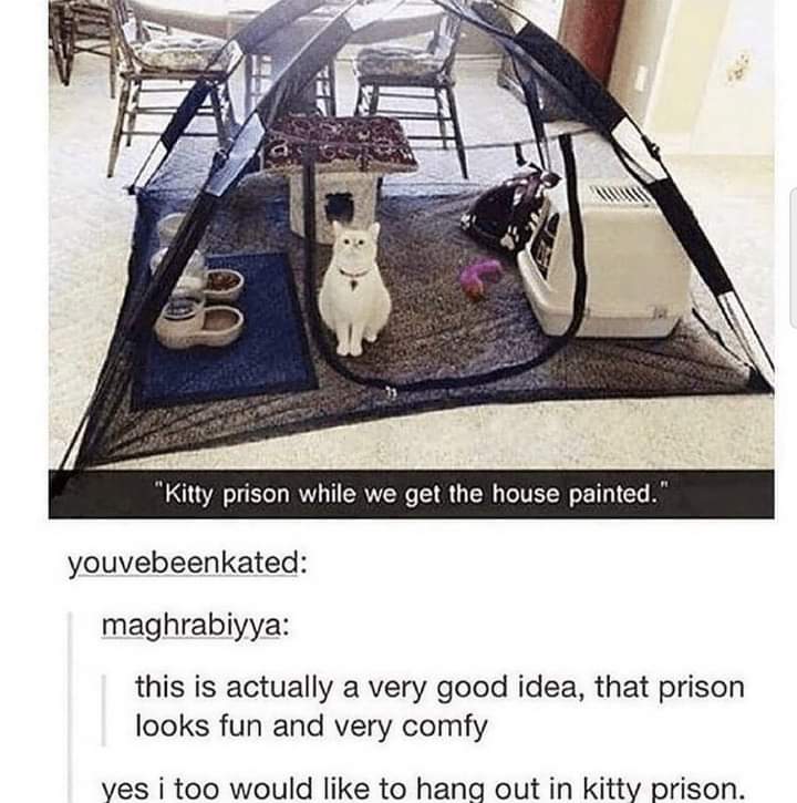 funny tweets memes and pics - kitty prison - "Kitty prison while we get the house painted." youvebeenkated maghrabiyya this is actually a very good idea, that prison looks fun and very comfy yes i too would to hang out in kitty prison.