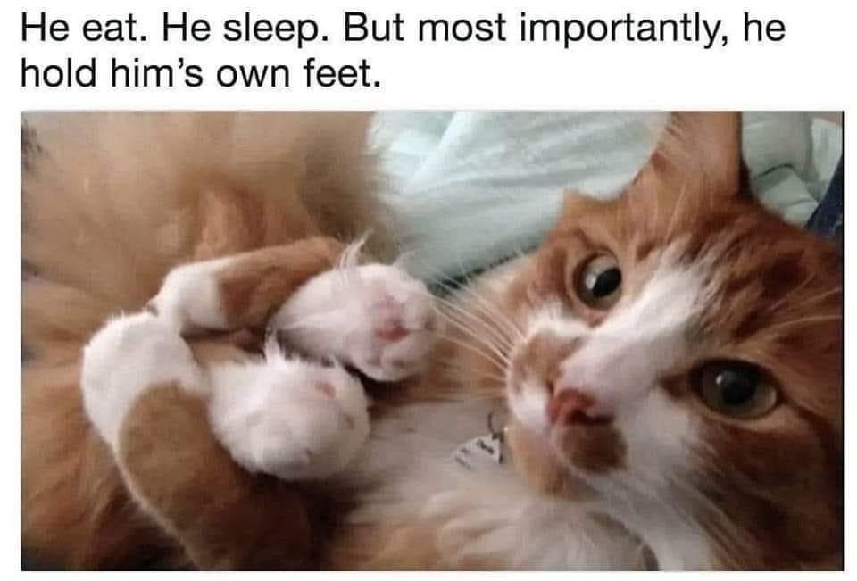 fresh memes - funney cat memes - He eat. He sleep. But most importantly, he hold him's own feet.
