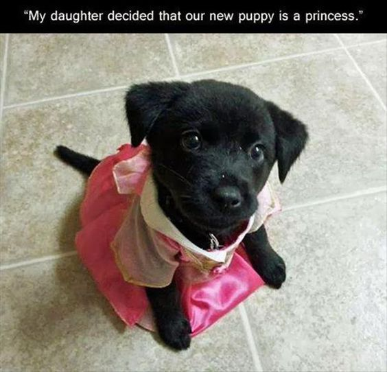 fresh memes - dog - "My daughter decided that our new puppy is a princess."