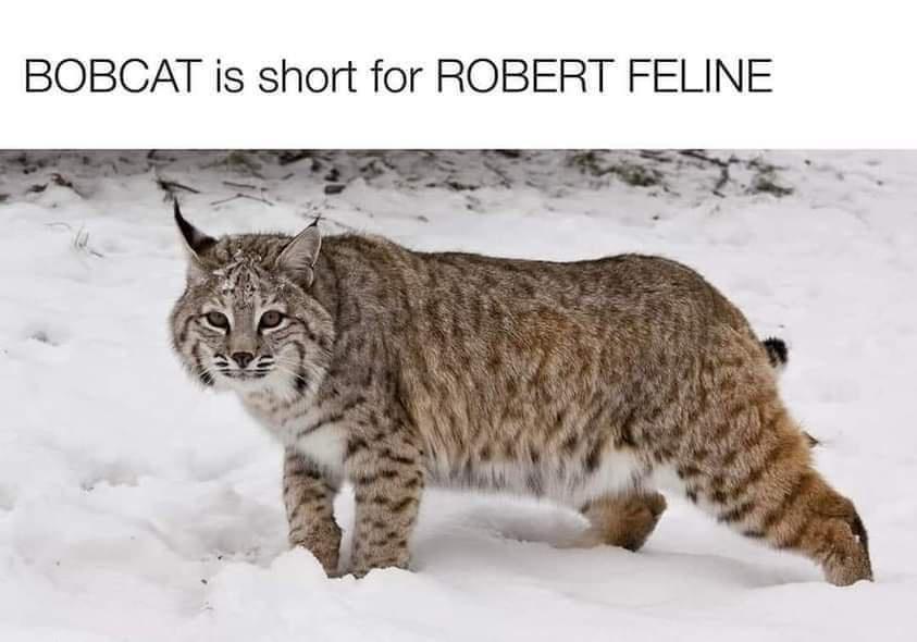 fresh memes - bobcat meme - Bobcat is short for Robert Feline