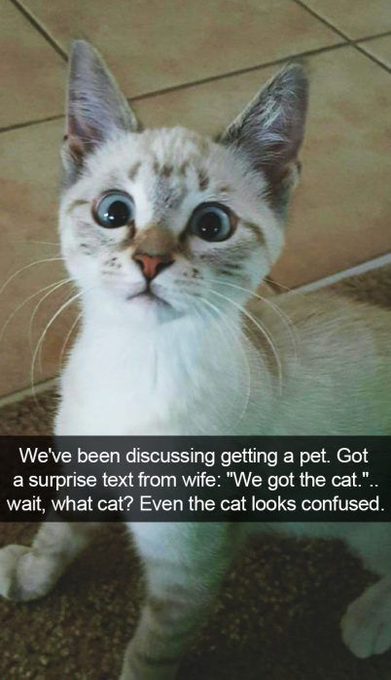 fresh memes - Cat - We've been discussing getting a pet. Got a surprise text from wife "We got the cat.".. wait, what cat? Even the cat looks confused.