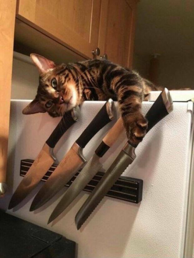 fresh memes - cat with knife