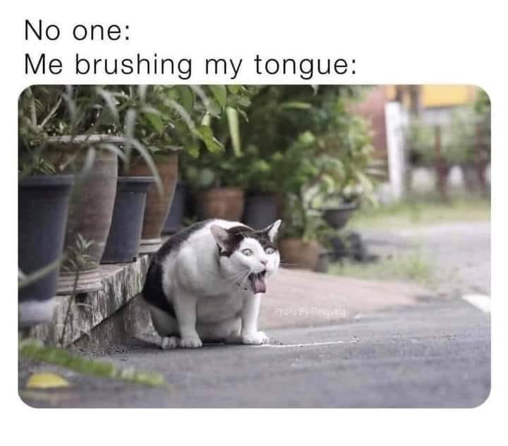 fresh memes - photo caption - No one Me brushing my tongue Photo By Finaona