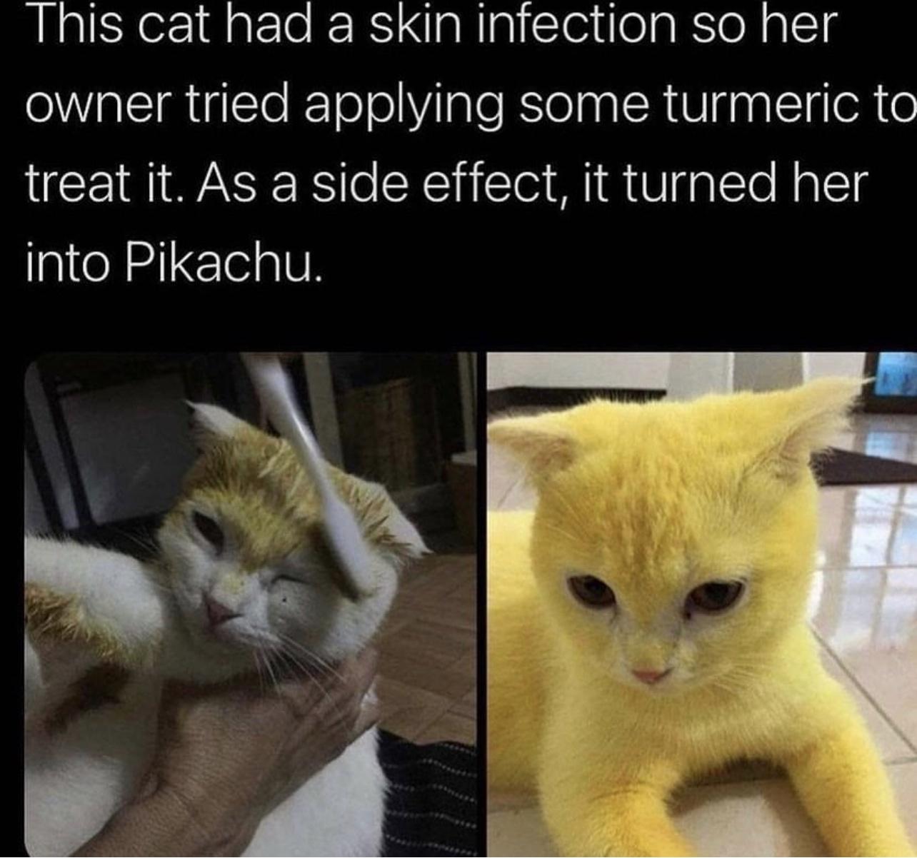 funny memes and pics - turmeric cat meme - This cat had a skin infection so her owner tried applying some turmeric to treat it. As a side effect, it turned her into Pikachu.