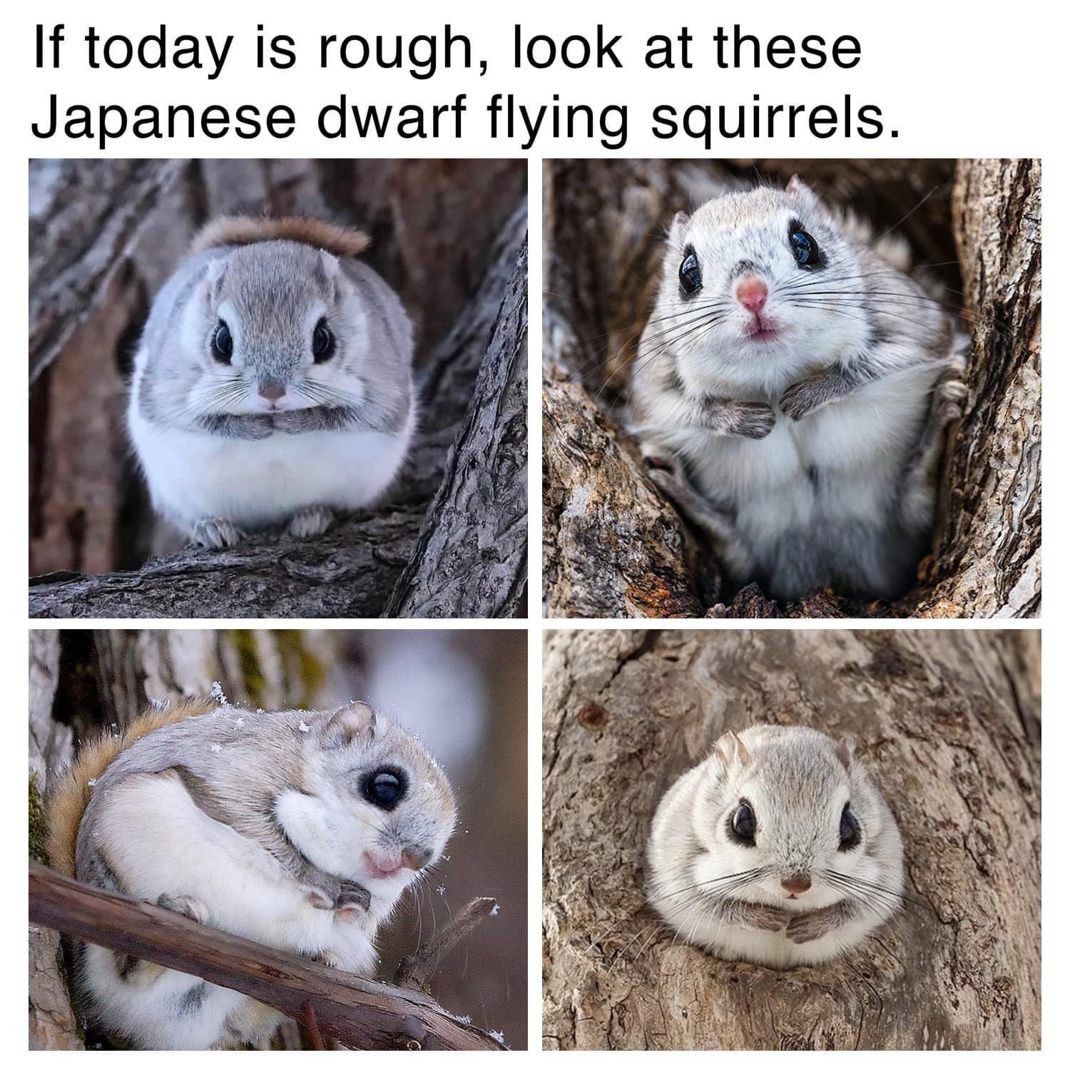 monday morning randomness - fauna - If today is rough, look at these Japanese dwarf flying squirrels.