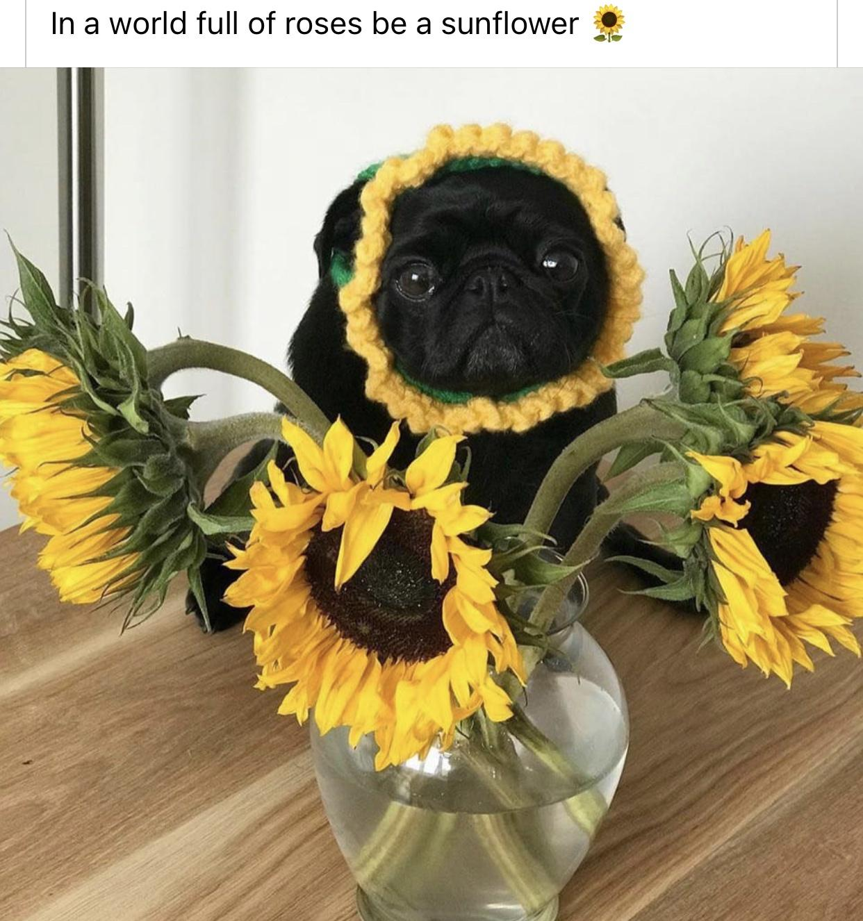 monday morning randomness - sunflower dog - In a world full of roses be a sunflower