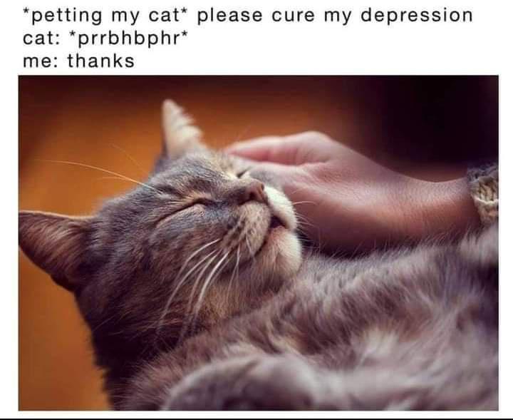 monday morning randomness - cat depression memes - petting my cat please cure my depression cat prrbhbphr me thanks