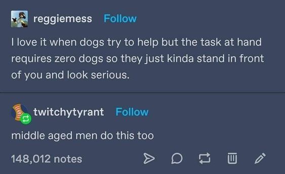 dank memes - Dog - reggiemess I love it when dogs try to help but the task at hand requires zero dogs so they just kinda stand in front of you and look serious. twitchytyrant middle aged men do this too 148,012 notes 17 El