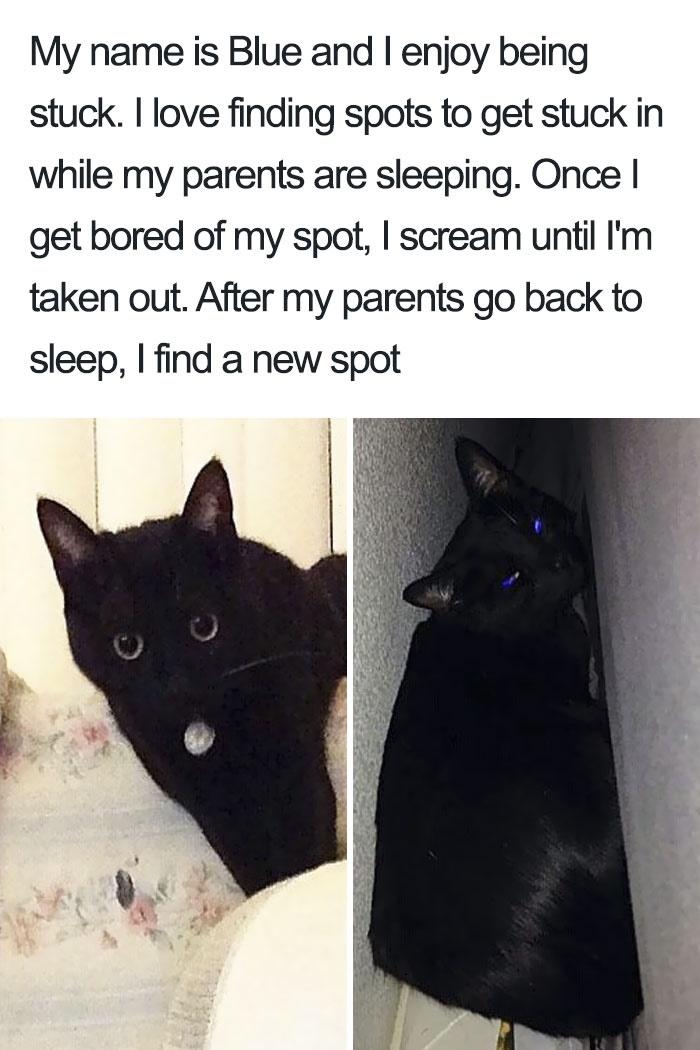 dank memes - black cat - My name is Blue and I enjoy being stuck. I love finding spots to get stuck in while my parents are sleeping. Once I get bored of my spot, I scream until I'm taken out. After my parents go back to sleep, I find a new spot
