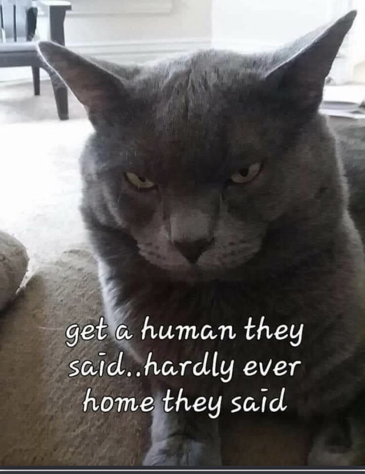 dank memes - photo caption - get a human they said..hardly ever home they said