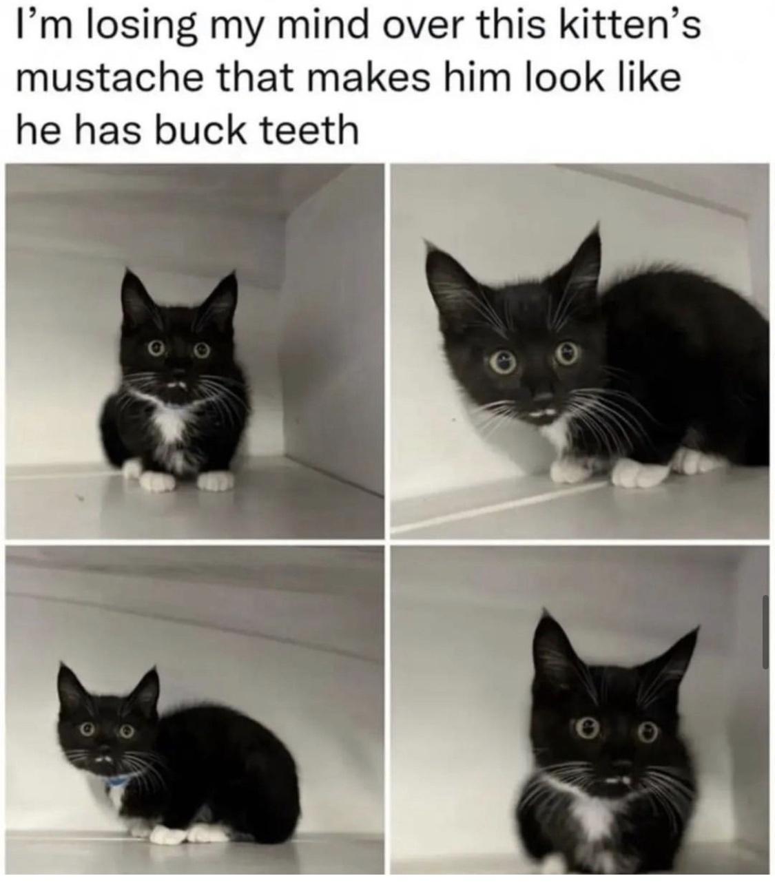 dank memes - black cat - I'm losing my mind over this kitten's mustache that makes him look he has buck teeth