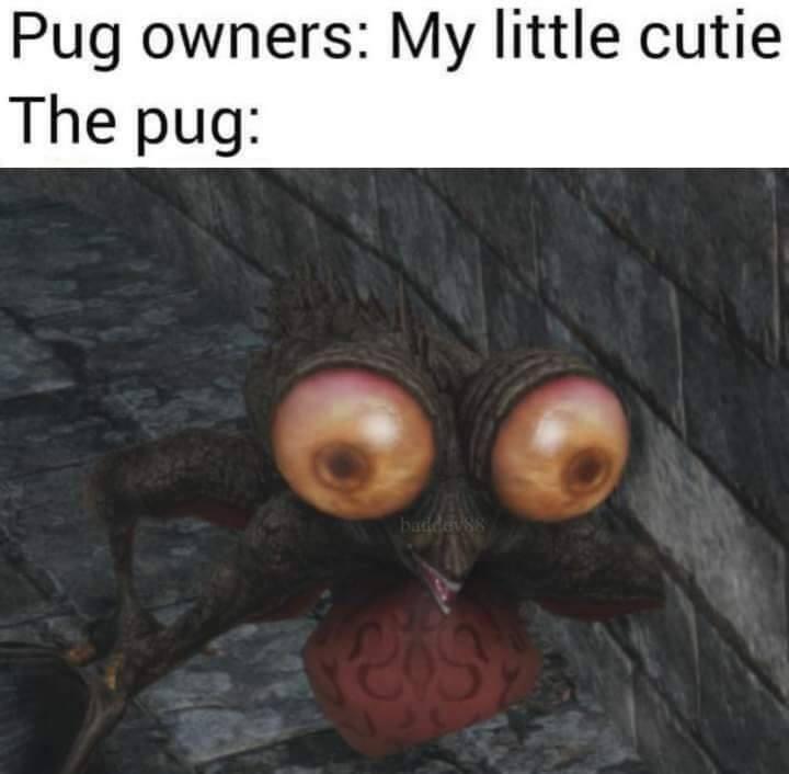 dank memes - pug owners meme - Pug owners My little cutie The pug baddey88